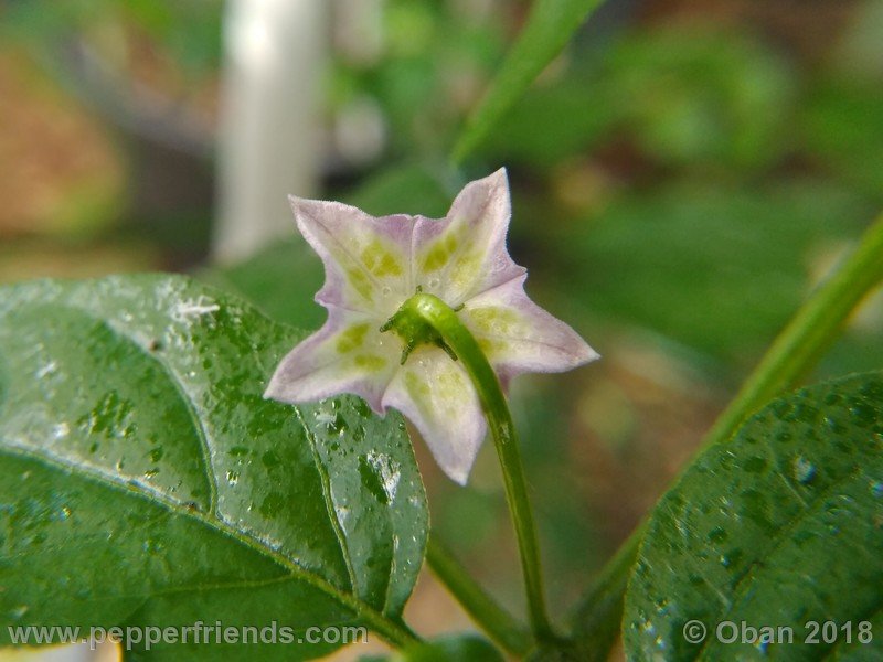 judy-s-blue-mystery-X-CAP-214-(F1)_001_fiore_08.jpg