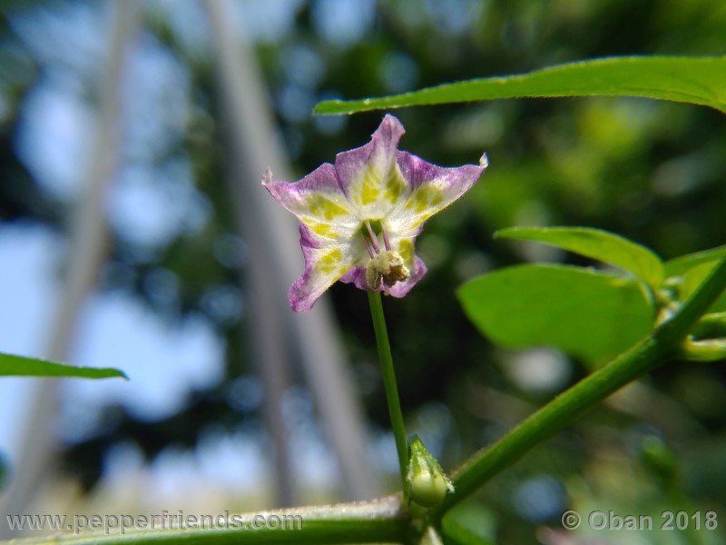 judy-s-blue-mystery-X-CAP-214-(F1)_001_fiore_09.jpg