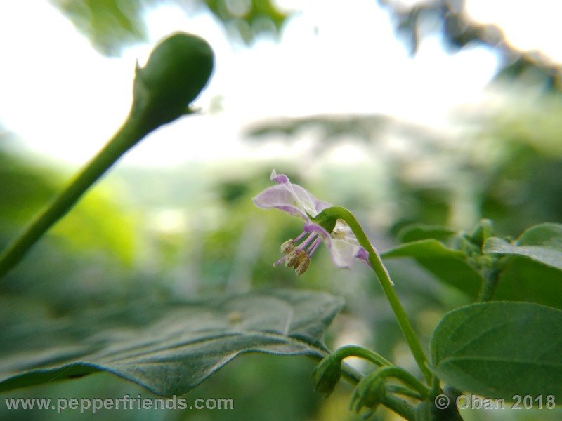 judy-s-blue-mystery-X-CAP-214-(F1)_001_fiore_14.jpg