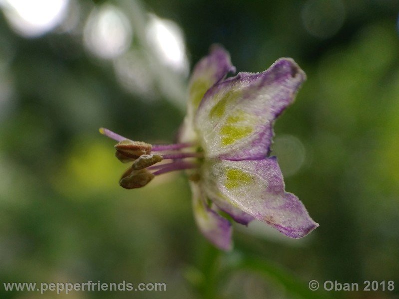 judy-s-blue-mystery-X-CAP-214-(F1)_001_fiore_16.jpg
