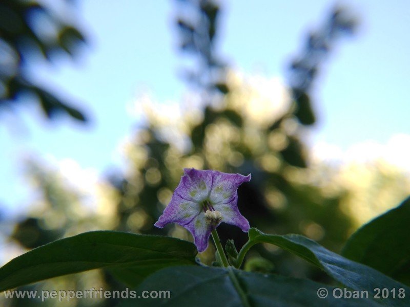 judy-s-blue-mystery-X-CAP-214-(F1)_001_fiore_20.jpg