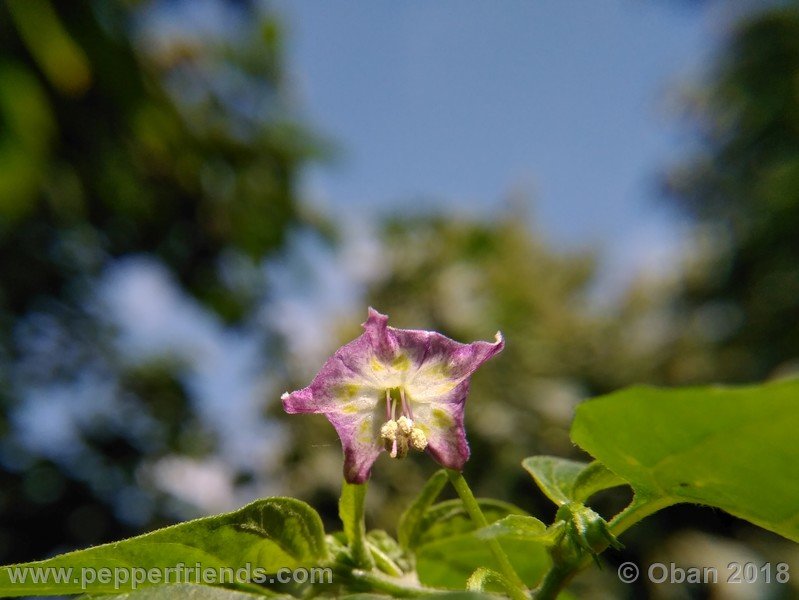 judy-s-blue-mystery-X-CAP-214-(F1)_001_fiore_21.jpg