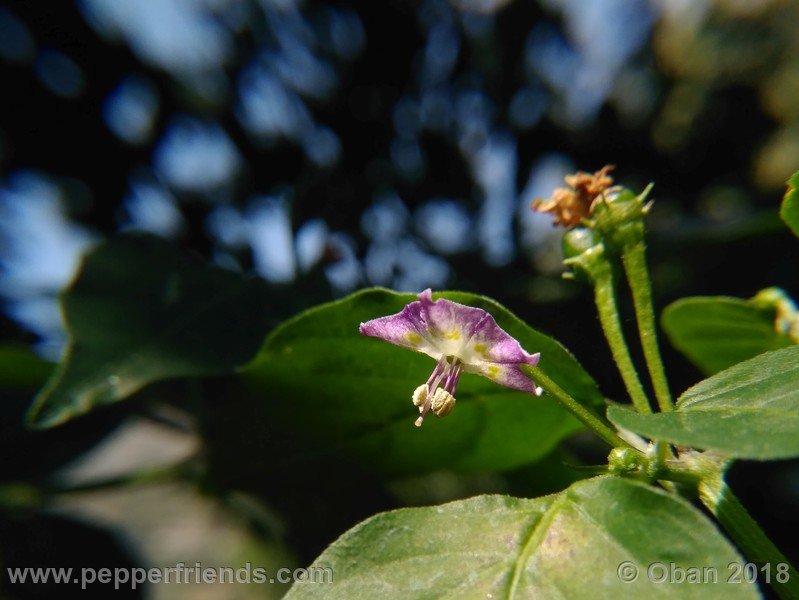 judy-s-blue-mystery-X-CAP-214-(F1)_001_fiore_24.jpg