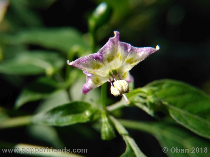 judy-s-blue-mystery-X-CAP-214-(F1)_001_fiore_26.jpg