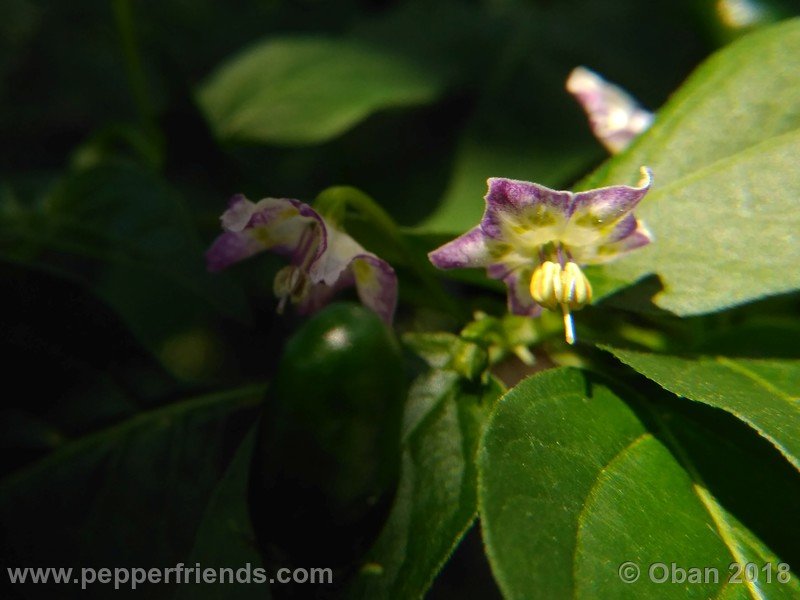 judy-s-blue-mystery-X-CAP-214-(F1)_001_fiore_29.jpg