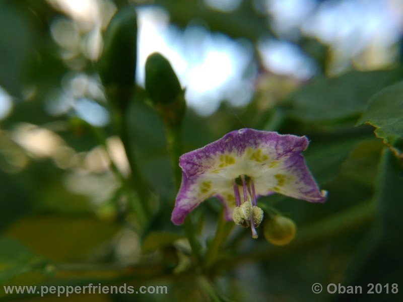 judy-s-blue-mystery-X-CAP-214-(F1)_001_fiore_30.jpg