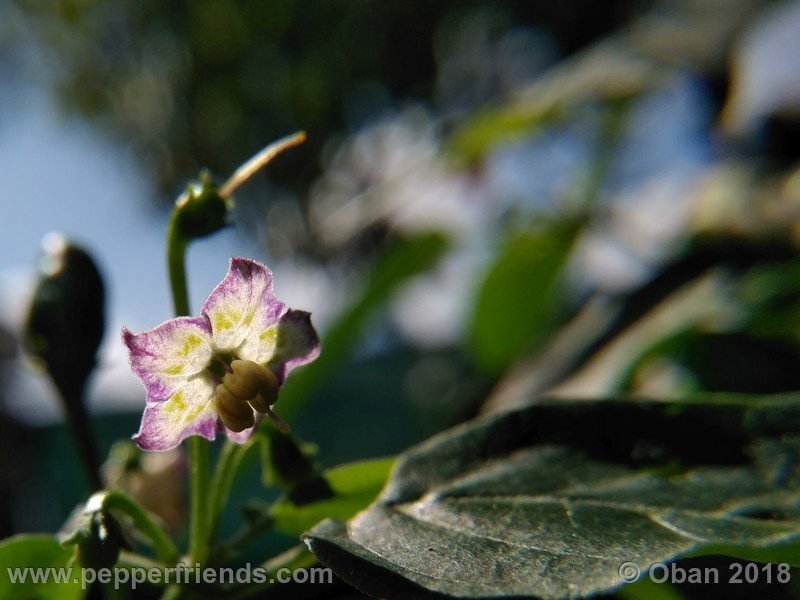 judy-s-blue-mystery-X-CAP-214-(F1)_001_fiore_32.jpg