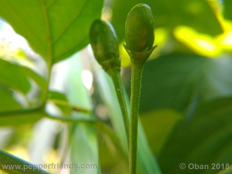 judy-s-blue-mystery-X-CAP-214-(F1)_001_frutto_06.jpg