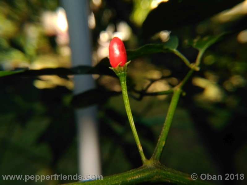 judy-s-blue-mystery-X-CAP-214-(F1)_001_frutto_08.jpg