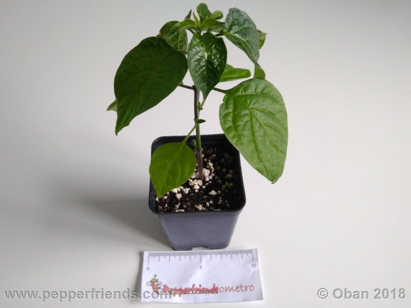 judy-s-blue-mystery-X-CAP-214-(F1)_001_pianta_03.jpg