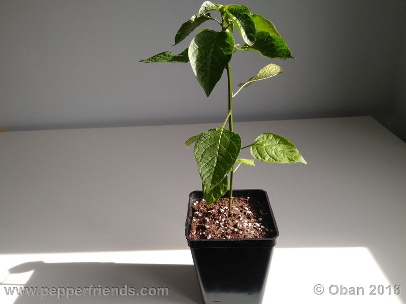 judy-s-blue-mystery-X-CAP-214-(F1)_001_pianta_04.jpg