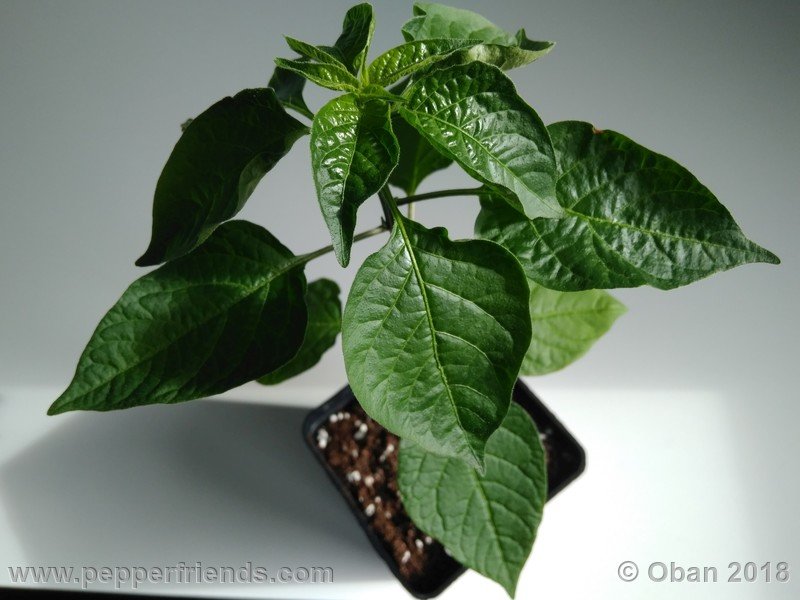 judy-s-blue-mystery-X-CAP-214-(F1)_001_pianta_05.jpg