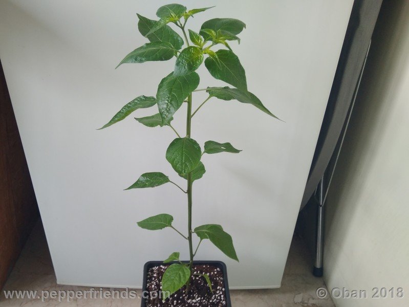 judy-s-blue-mystery-X-CAP-214-(F1)_001_pianta_06.jpg