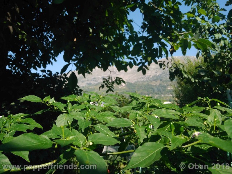 judy-s-blue-mystery-X-CAP-214-(F1)_001_pianta_12.jpg