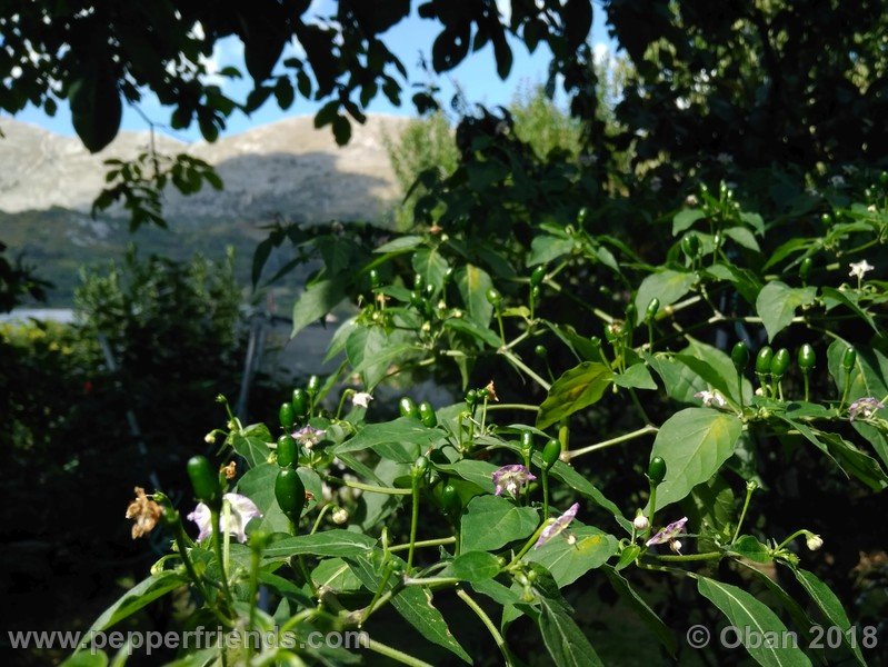 judy-s-blue-mystery-X-CAP-214-(F1)_001_pianta_14.jpg