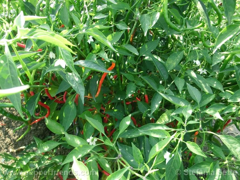 https://www.pepperfriends.org/uploads/kerinting/001/kerinting_001_pianta_01.jpg
