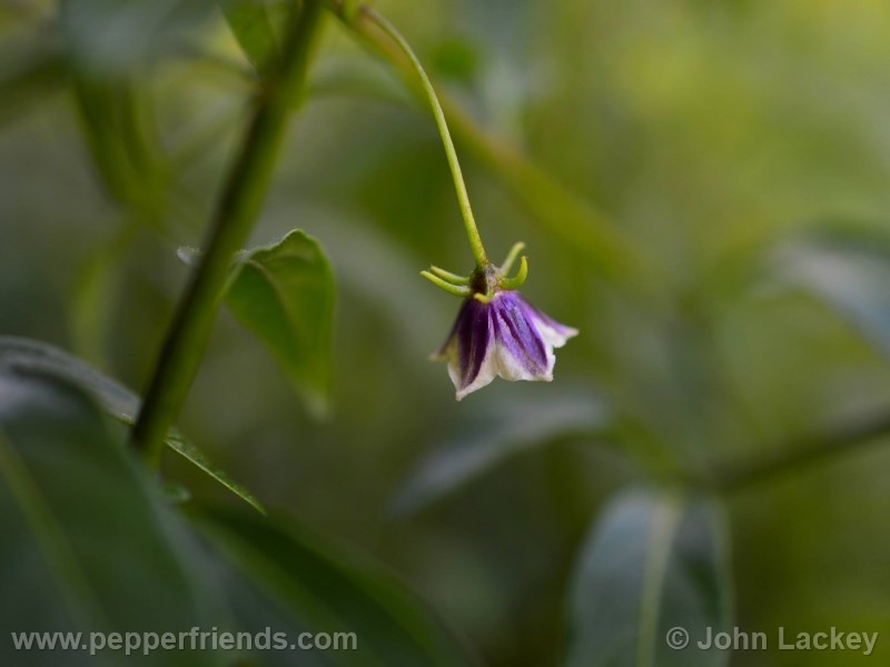 lanceolatum_003_fiore_08.jpg