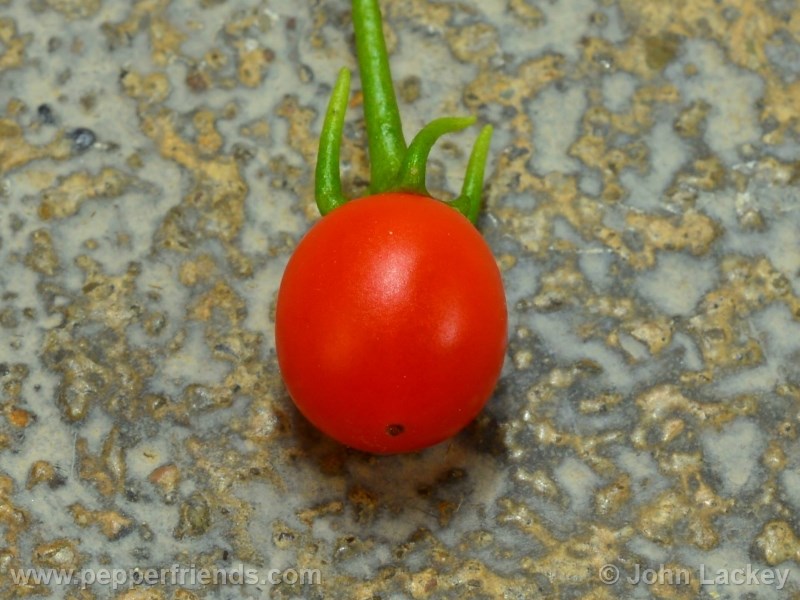 lanceolatum_003_frutto_13.jpg