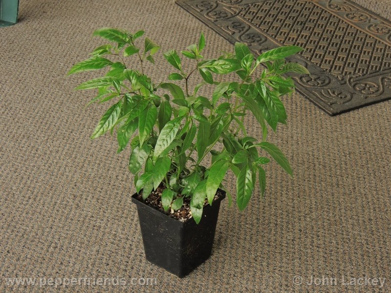 lanceolatum_003_pianta_01.jpg