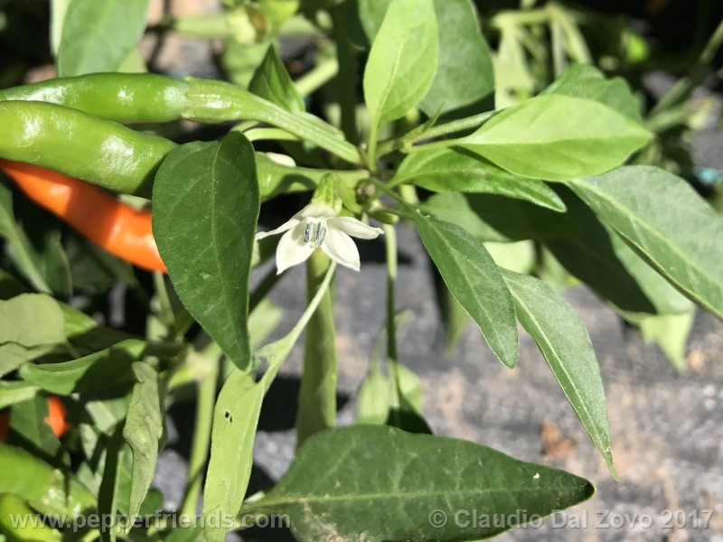 lanterna-de-foc_001_fiore_01.jpg