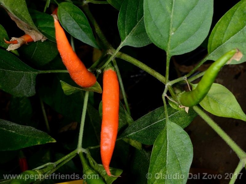 https://www.pepperfriends.org/uploads/lanterna-de-foc/001/lanterna-de-foc_001_frutto_10.jpg