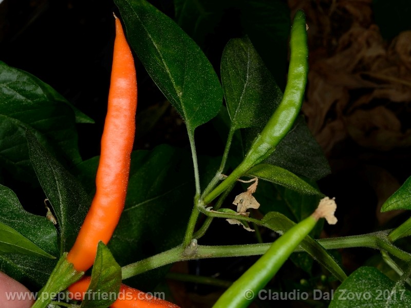lanterna-de-foc_001_frutto_11.jpg