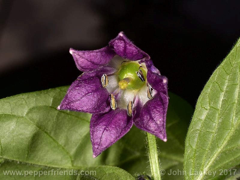 large-brown-rocoto_001_fiore_02.jpg