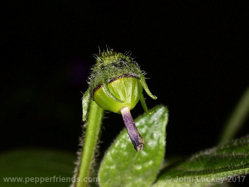 large-brown-rocoto_001_frutto_00.jpg