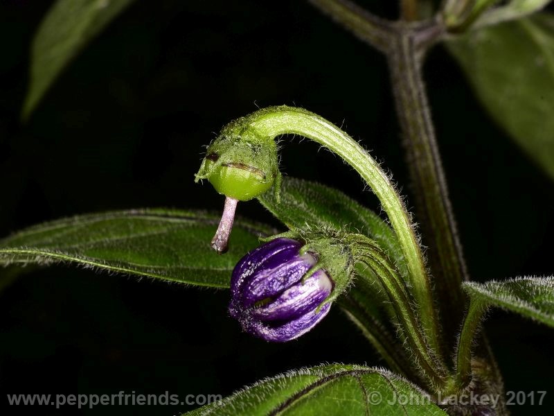 large-brown-rocoto_001_frutto_01.jpg