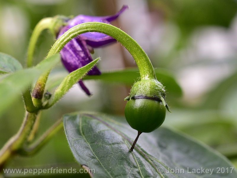 large-brown-rocoto_001_frutto_02.jpg