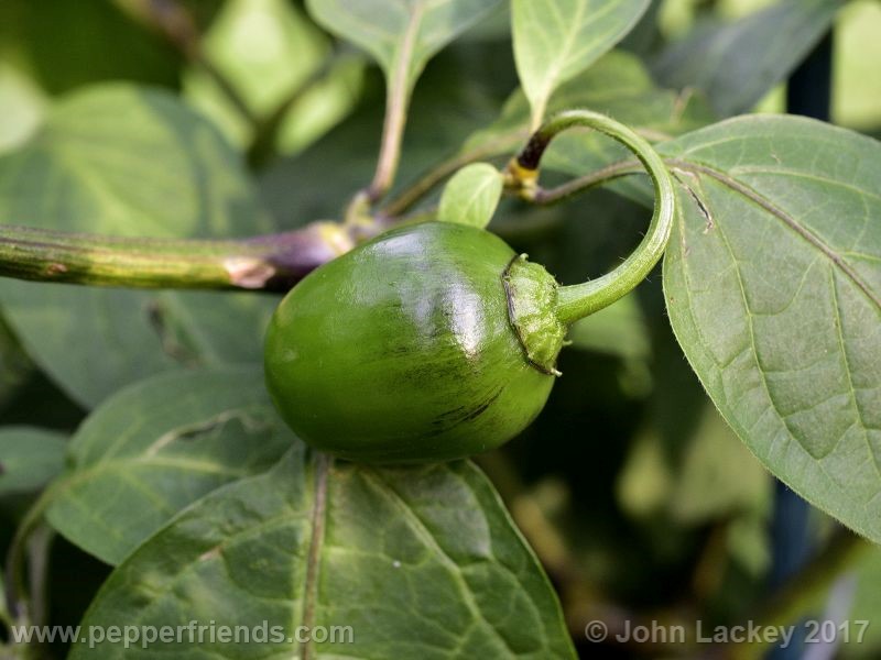 large-brown-rocoto_001_frutto_03.jpg