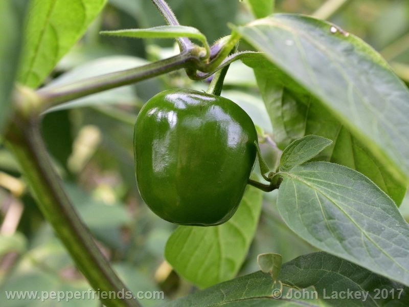 large-brown-rocoto_001_frutto_04.jpg