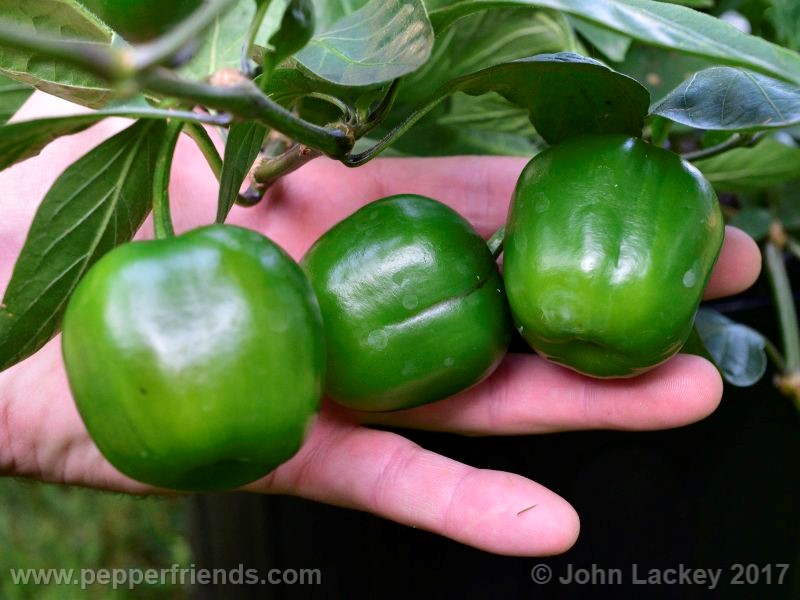 large-brown-rocoto_001_frutto_05.jpg