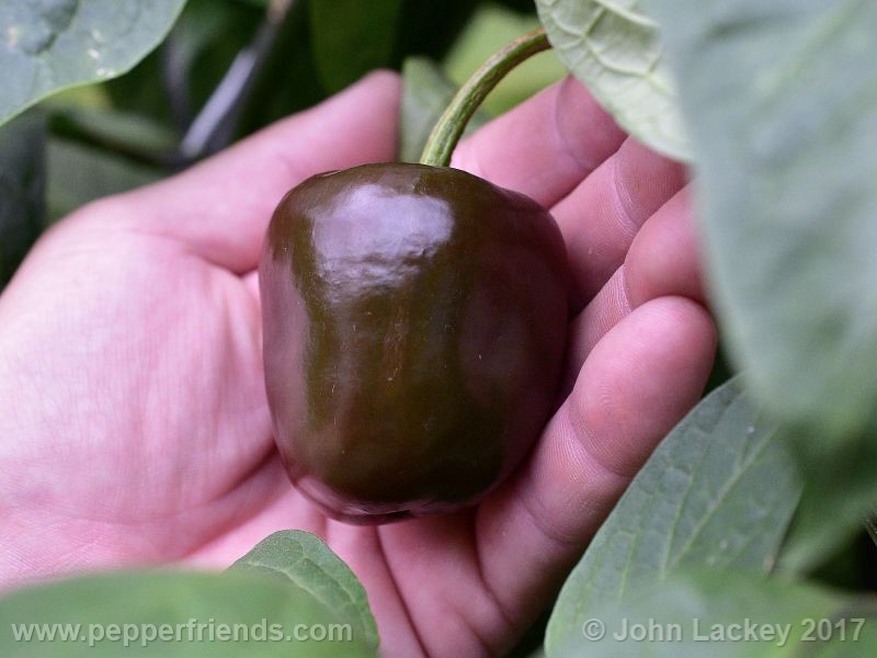 large-brown-rocoto_001_frutto_07.jpg