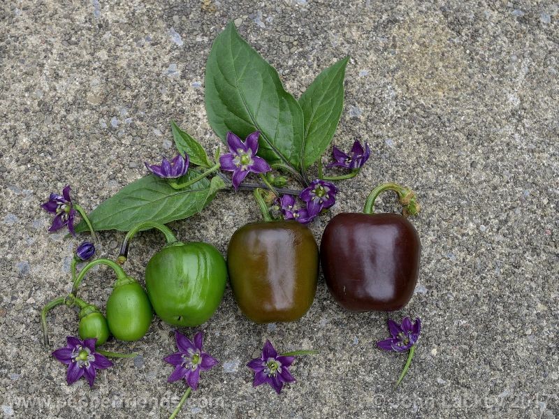 large-brown-rocoto_001_frutto_09.jpg