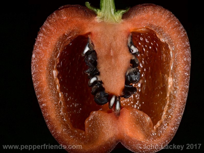 large-brown-rocoto_001_frutto_11.jpg