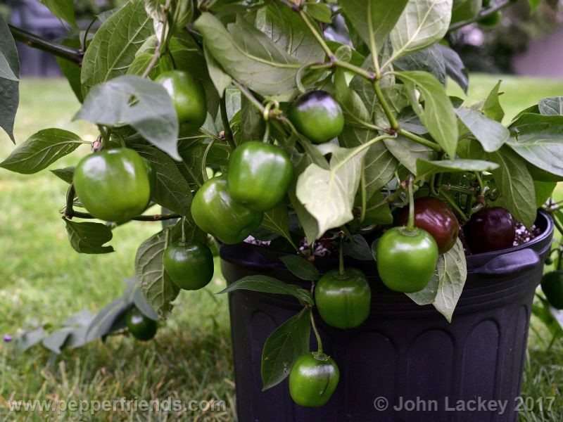 large-brown-rocoto_001_pianta_03.jpg