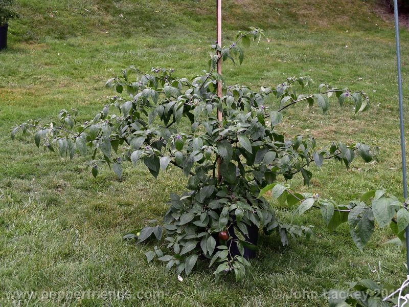 large-brown-rocoto_001_pianta_04.jpg