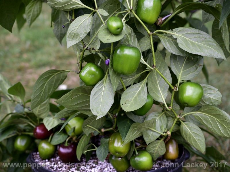 large-brown-rocoto_001_pianta_05.jpg