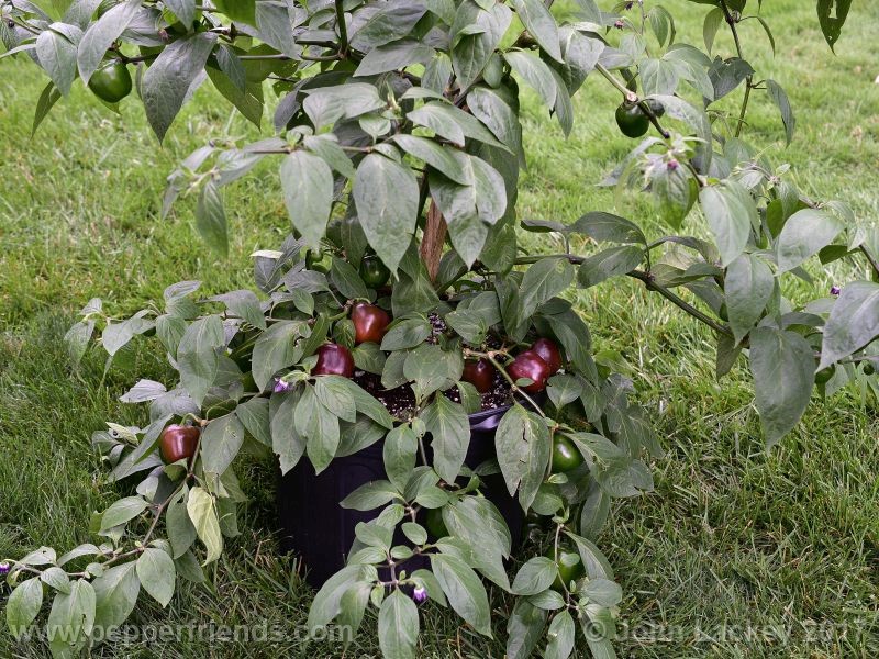 large-brown-rocoto_001_pianta_06.jpg