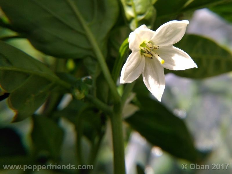 large-thai-orange_001_fiore_03.jpg