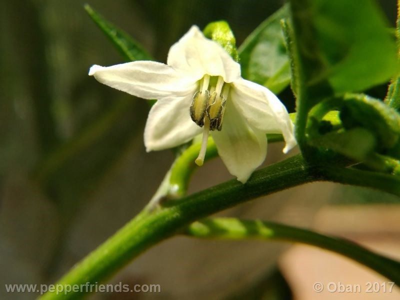 large-thai-orange_001_fiore_05.jpg