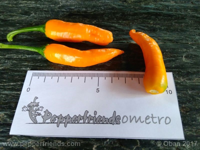 Large Thai Orange
