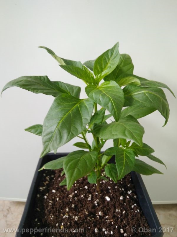 large-thai-orange_001_pianta_10.jpg