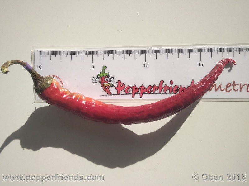 https://www.pepperfriends.org/uploads/lazzaretto-abruzzese-x-albanian-red-hot-f1-ob01/001/lazzaretto-abruzzese-x-albanian-red-hot-(f1)_001_frutto_05.jpg