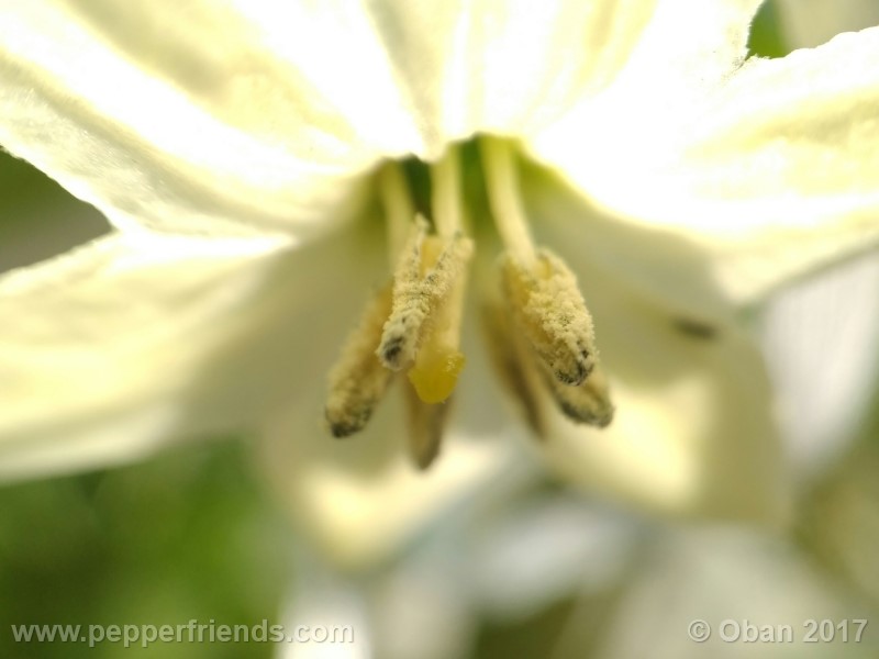 lazzaretto-abruzzese_001_fiore_06.jpg