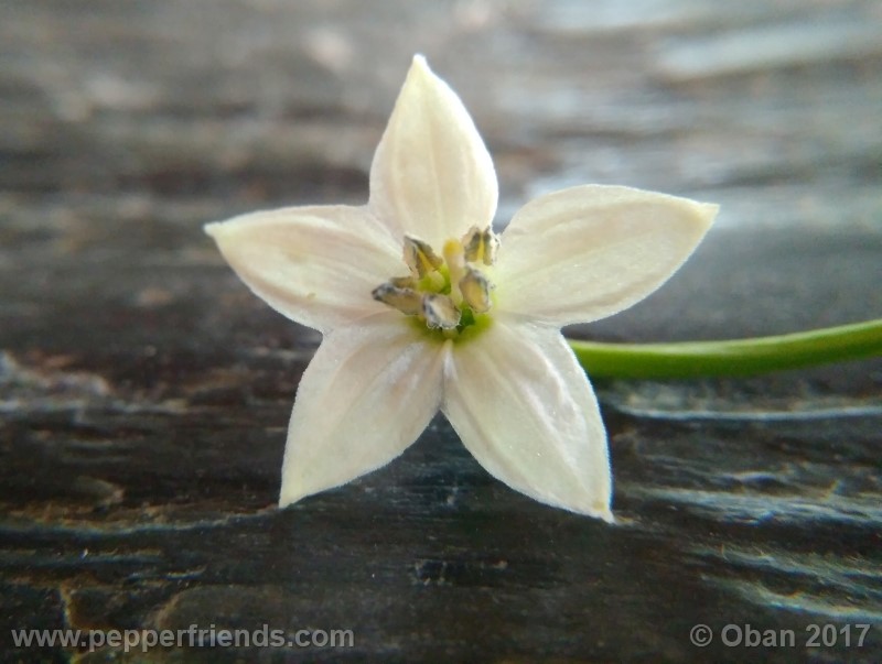lazzaretto-abruzzese_001_fiore_09.jpg