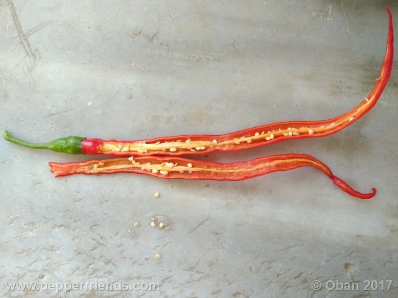 lazzaretto-abruzzese_001_frutto_28.jpg