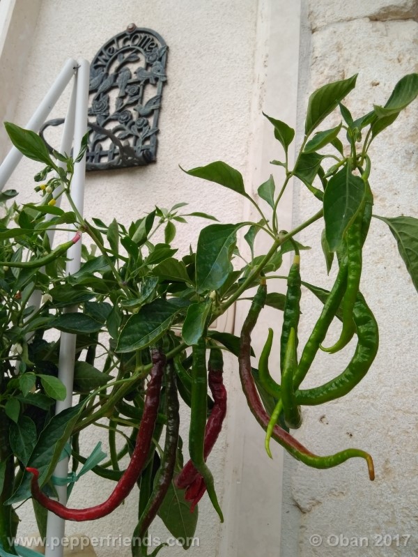 lazzaretto-abruzzese_001_pianta_55.jpg