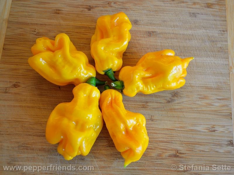 https://www.pepperfriends.org/uploads/longyellow-pear-shaped/001/longyellow-pear-shaped_001_frutto_03.jpg